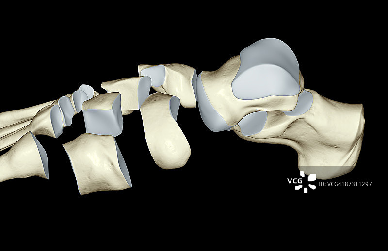 足部骨骼图片素材