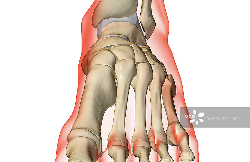 足部骨骼图片素材