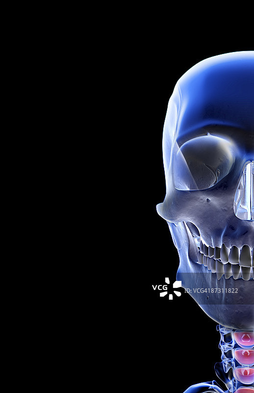 面部骨骼图片素材