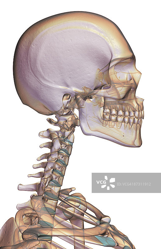 头部、颈部和面部骨骼图片素材