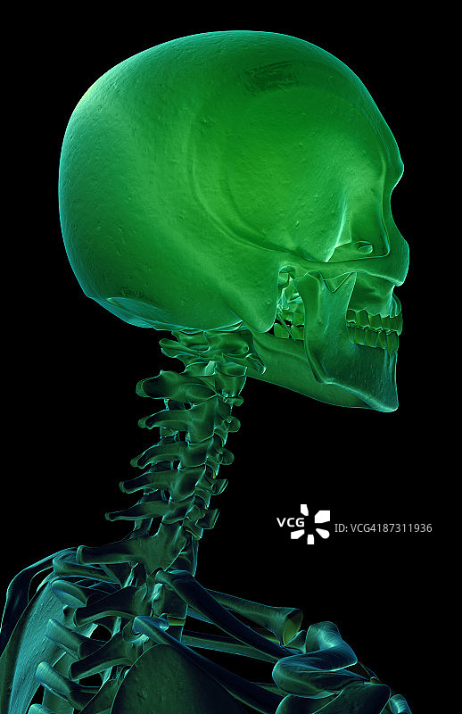 头部和颈部骨骼图片素材