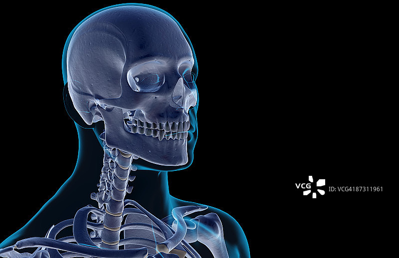 头部和颈部骨骼图片素材