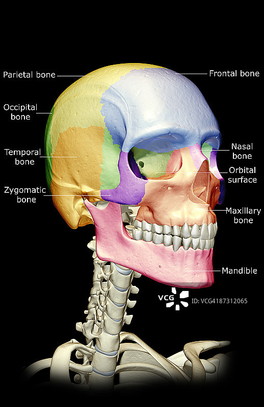 头部、颈部和面部骨骼图片素材