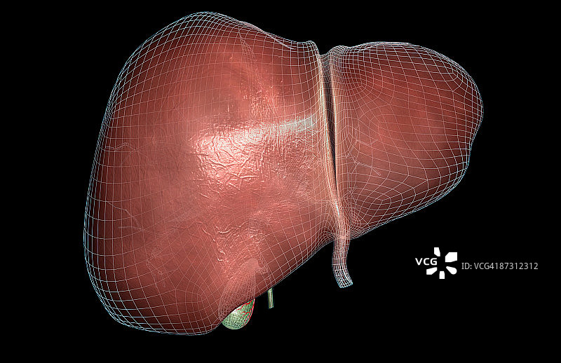 肝脏图片素材