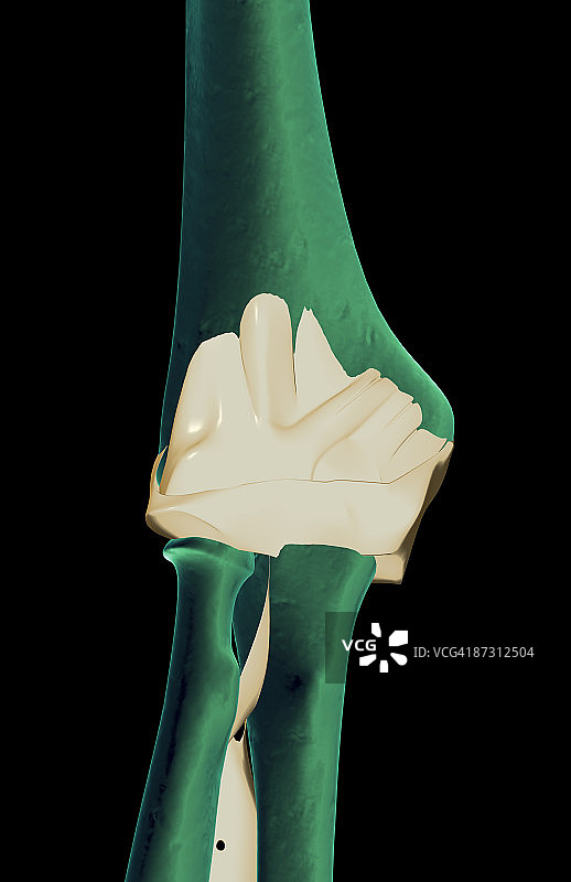 肘部的韧带图片素材