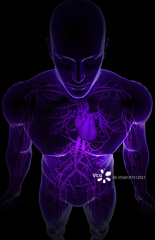 上半身的血管图片素材