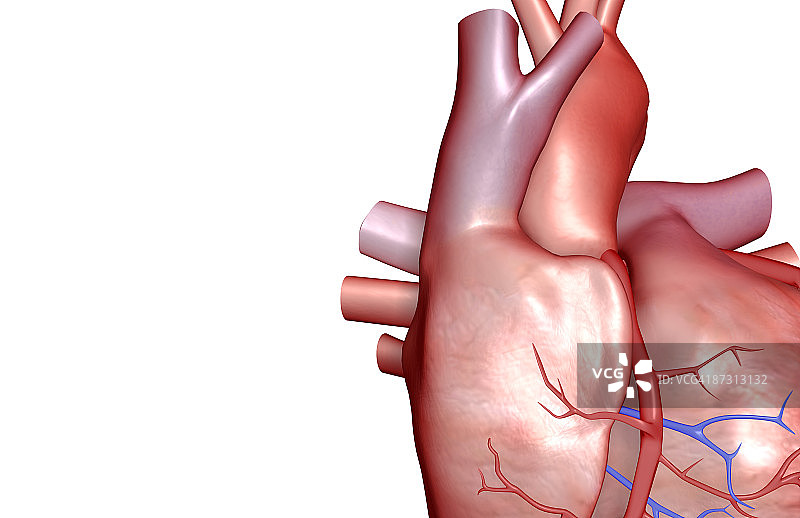 心脏的冠状血管图片素材