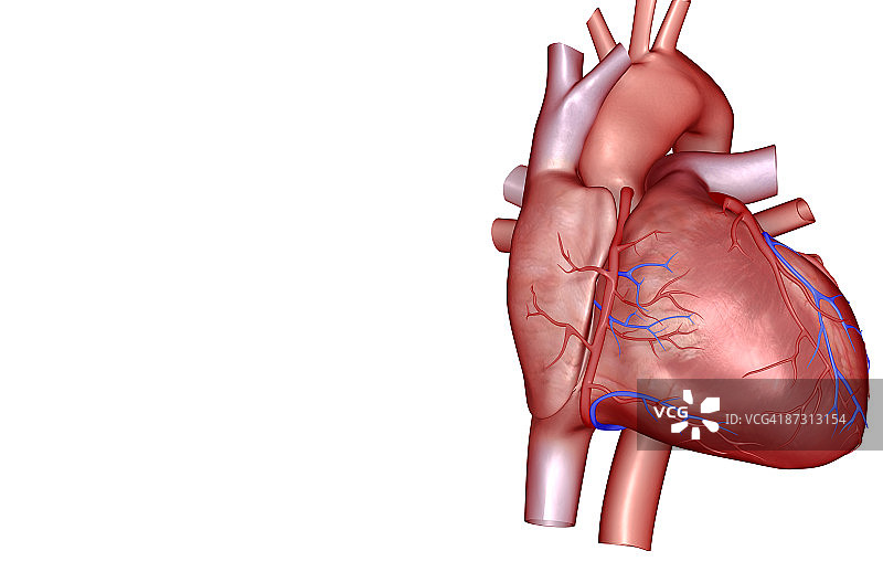 心脏的冠状血管图片素材