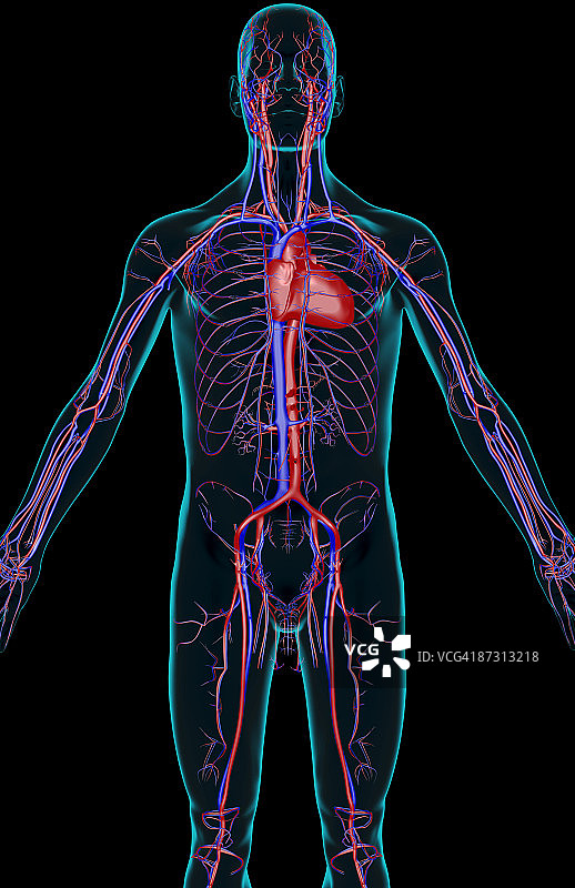 上半身的血液供应图片素材