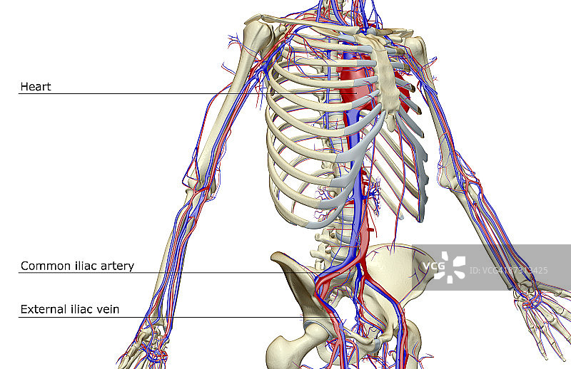 树干的血液供应图片素材