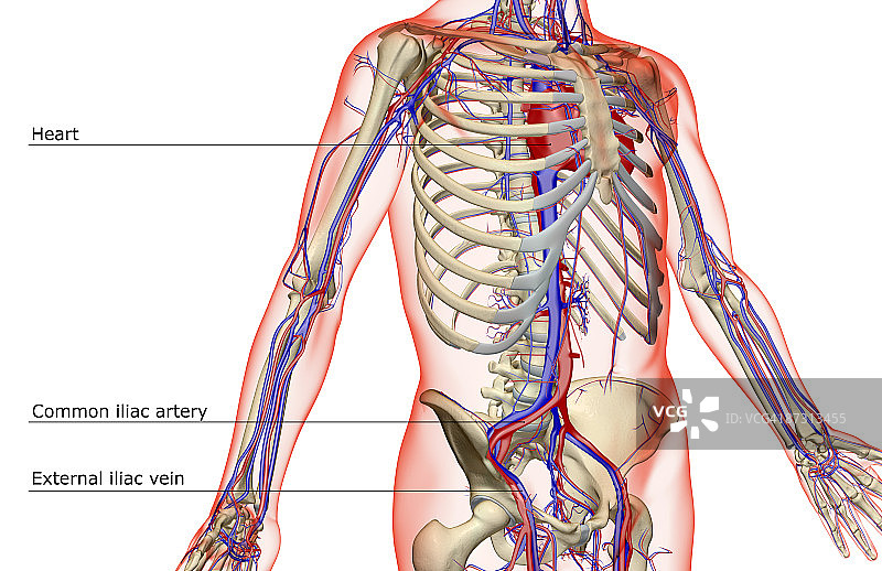 躯干的血液供应图片素材