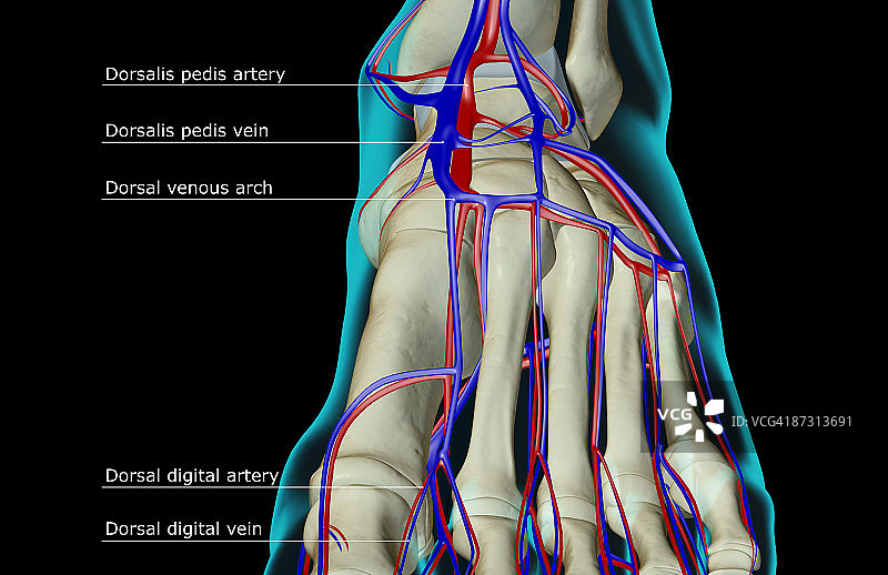 足部供血图片素材