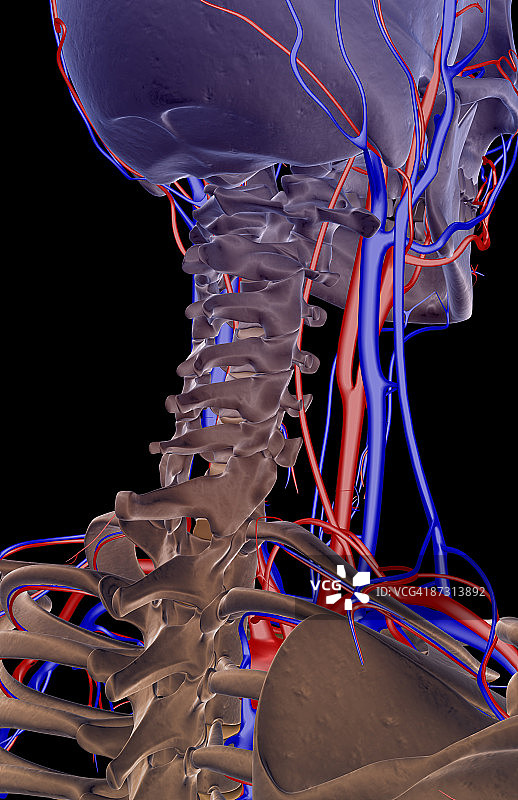 颈部的血液供应图片素材