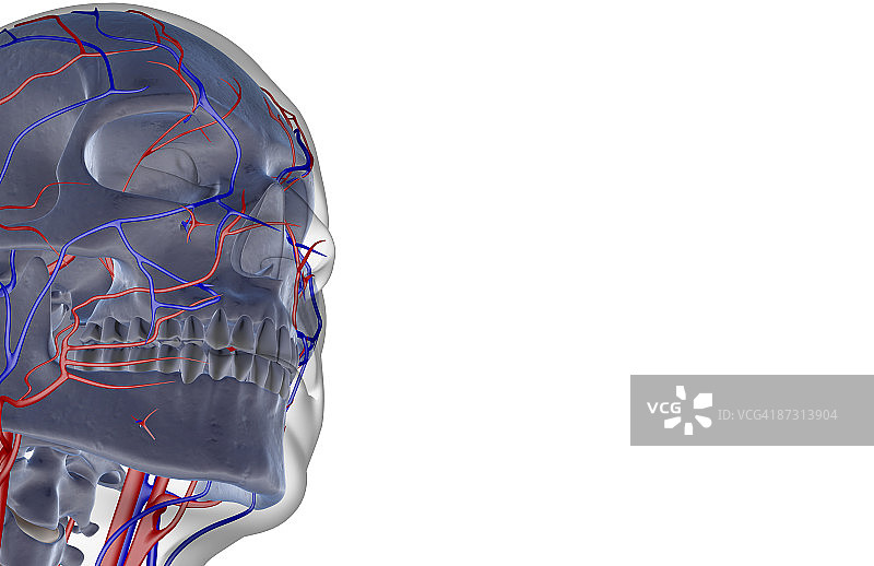 头部和面部的血液供应图片素材