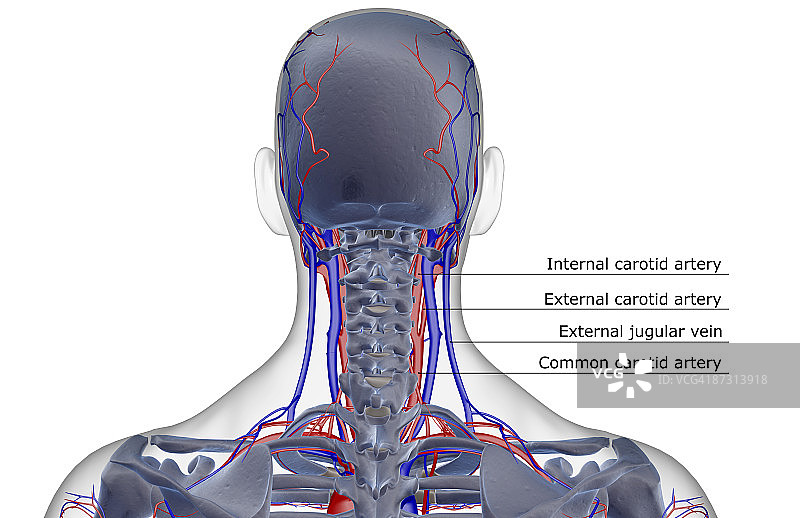 头颈部的血液供应图片素材