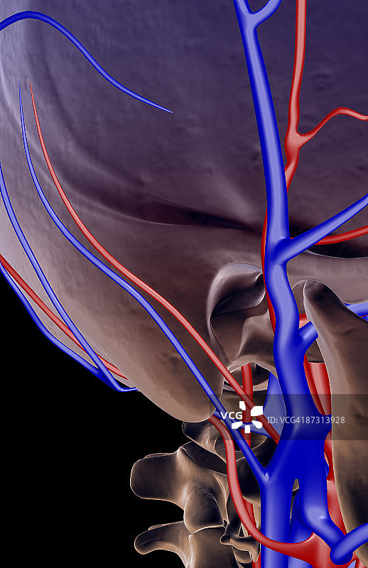 颈部的血液供应图片素材