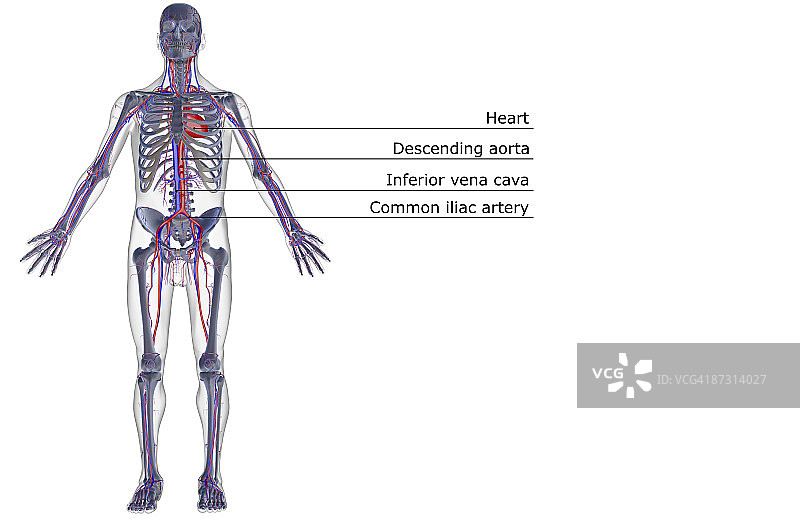 血管系统图片素材