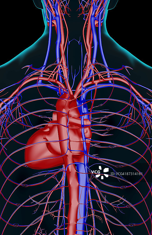 上半身的血液供应图片素材