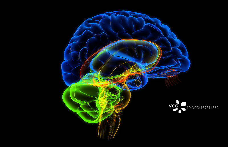 大脑图片素材