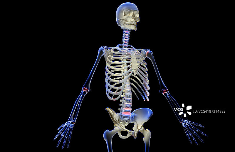 上半身的骨头图片素材