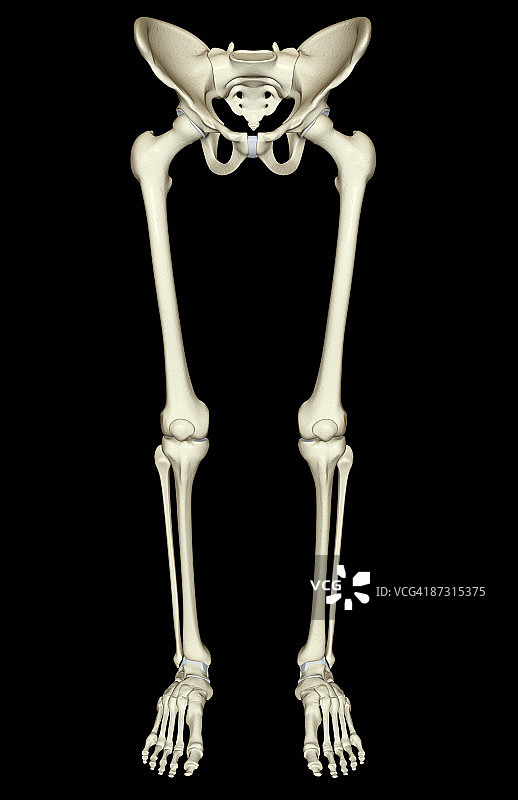 下半身的骨骼图片素材