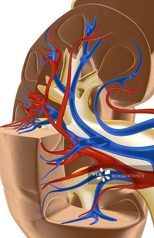 肾脏的血液供应图片素材