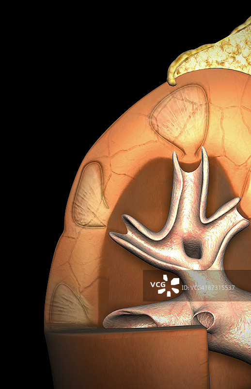 肾脏结构图片素材