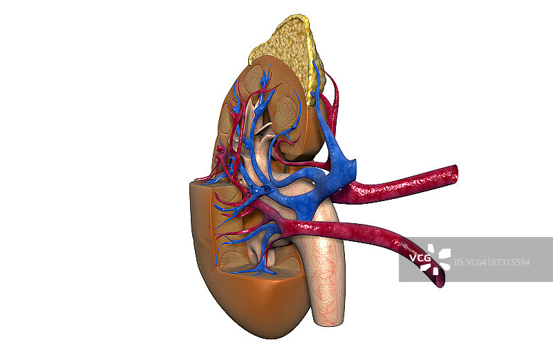 肾脏的血液供应图片素材
