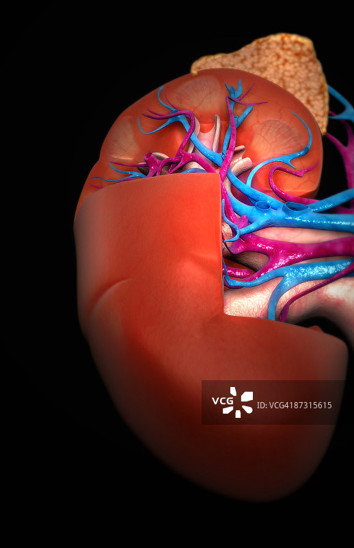 肾脏的血液供应图片素材