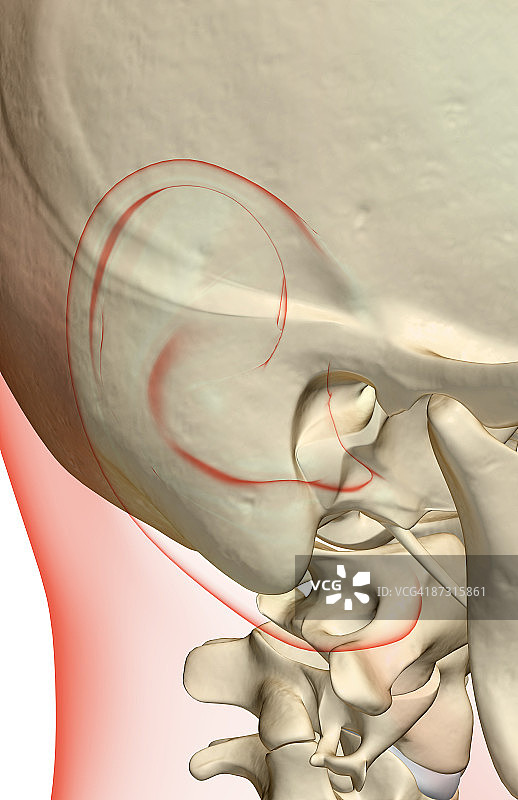 颈部骨骼图片素材