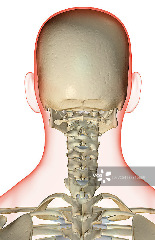 头部和颈部骨骼图片素材