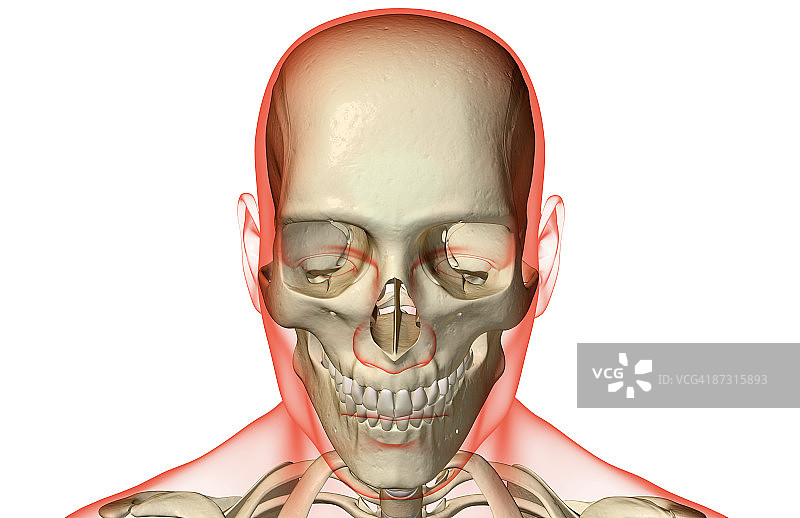 头部和面部骨骼图片素材