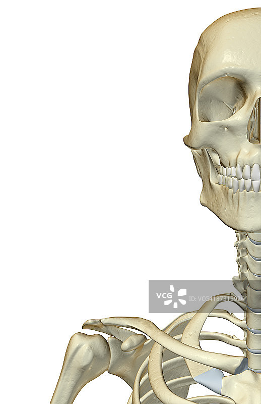 面部、颈部和肩部的骨骼图片素材