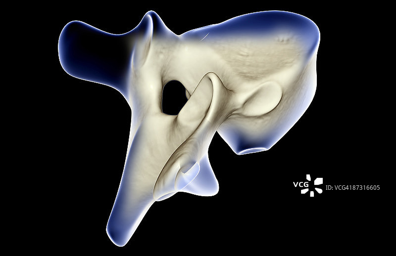 脊椎骨图片素材