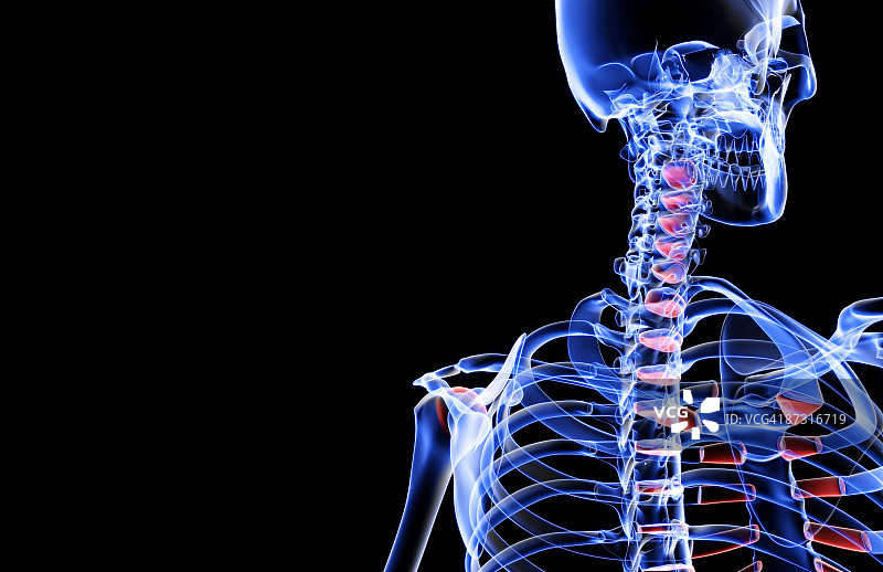 头部和颈部骨骼图片素材