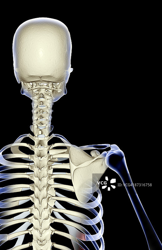 肩部骨骼图片素材