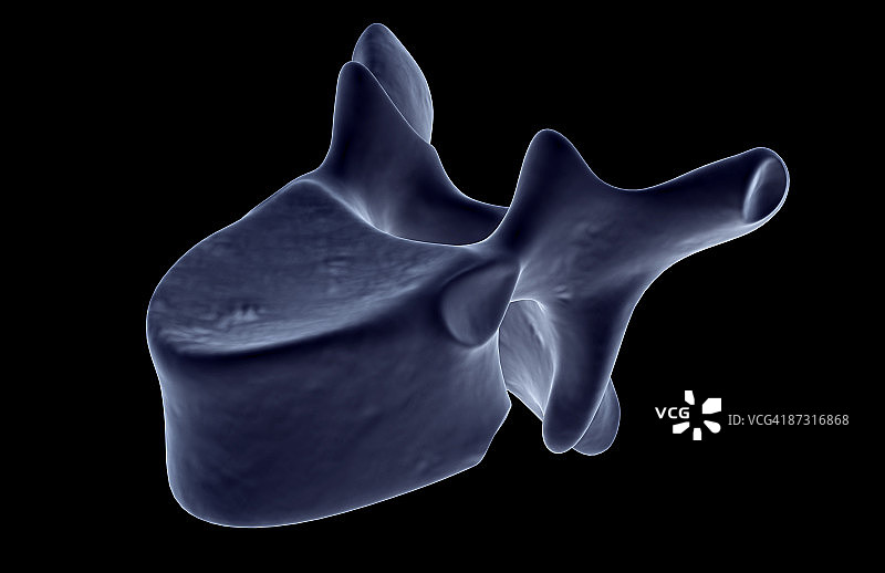 脊椎骨图片素材