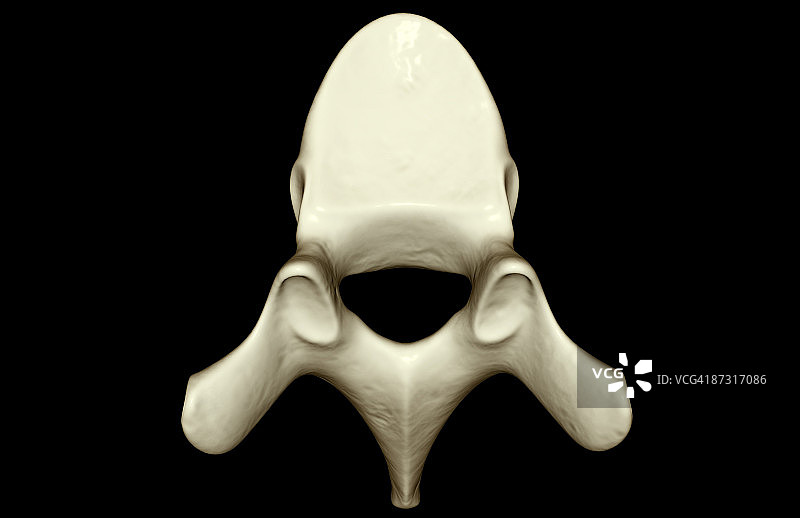 脊椎骨图片素材