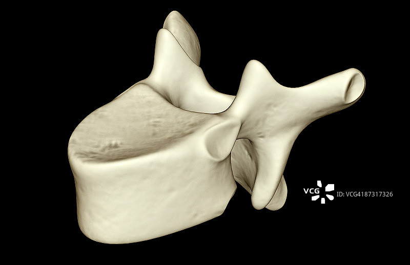 脊椎骨图片素材