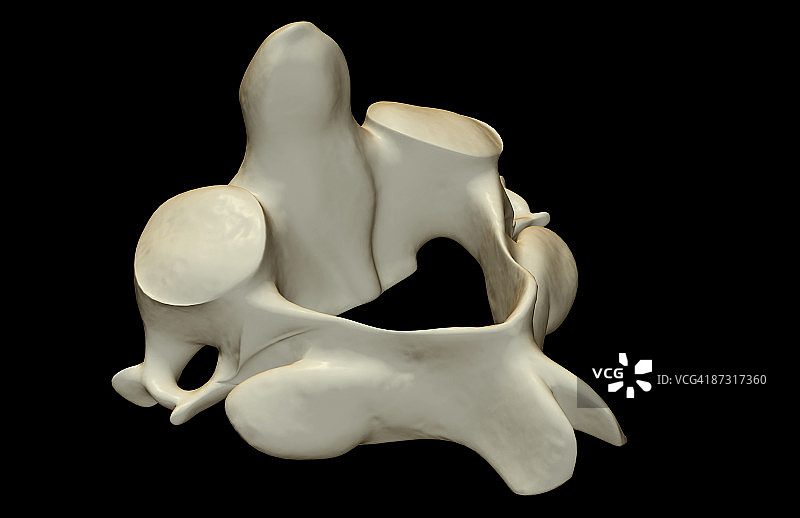 枢椎骨图片素材