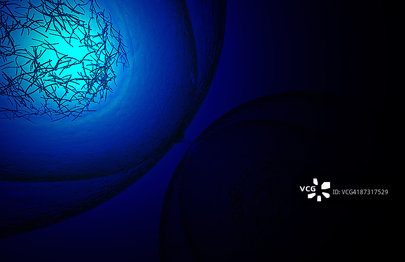 有丝分裂图片素材