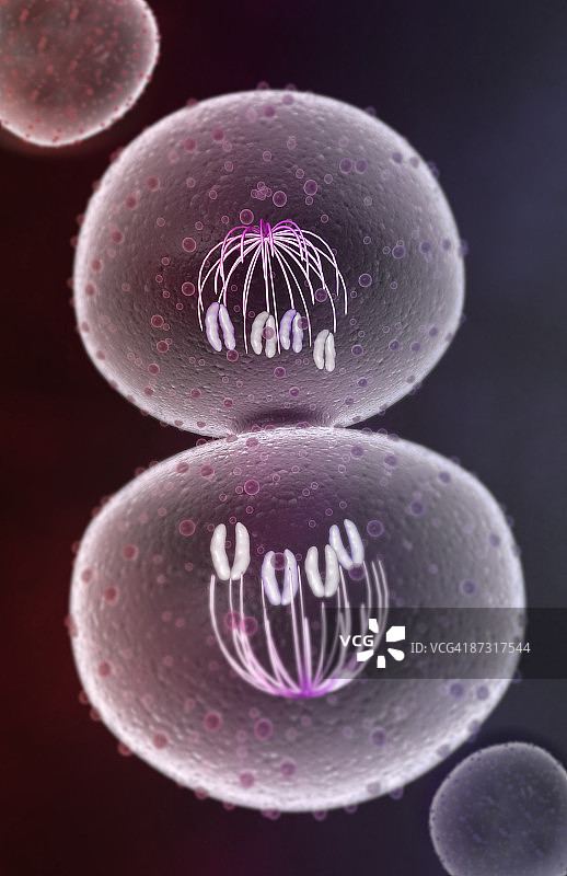 有丝分裂图片素材