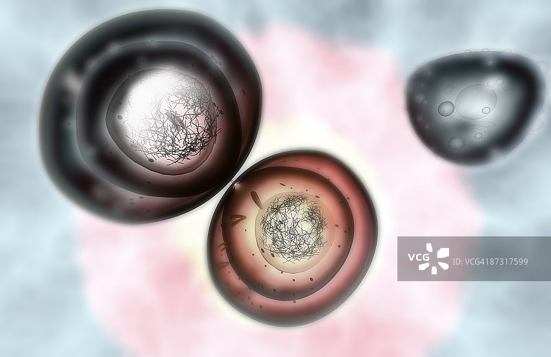 有丝分裂图片素材