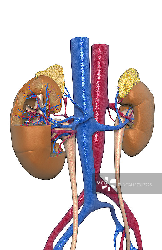 肾脏的血液供应图片素材