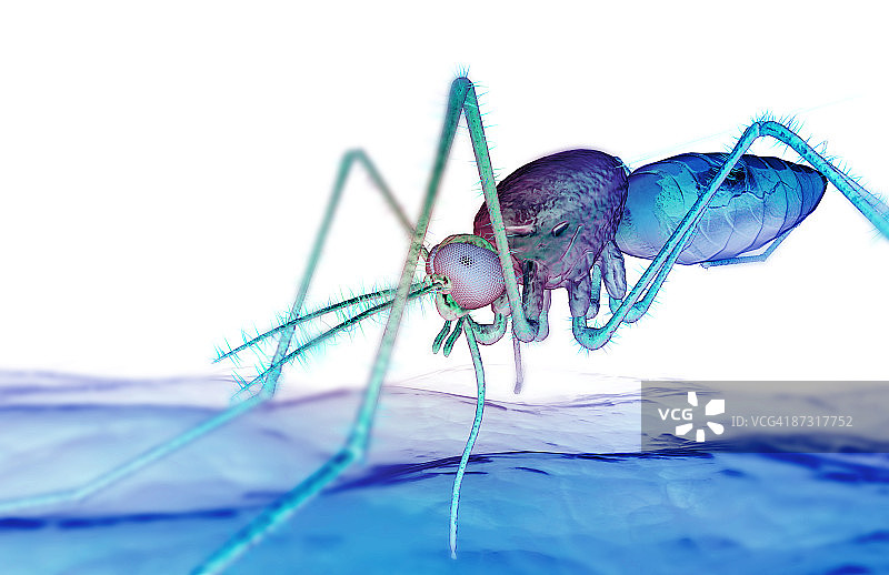 蚊虫叮咬图片素材