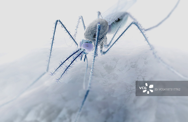 蚊虫叮咬图片素材