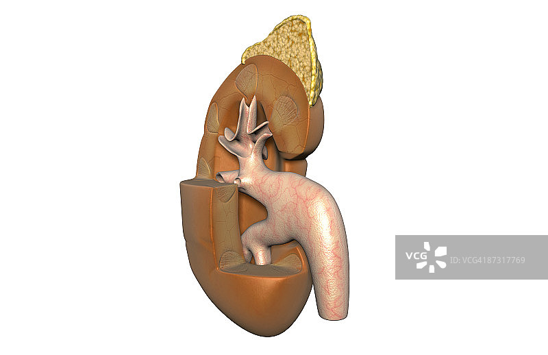 肾脏结构图片素材