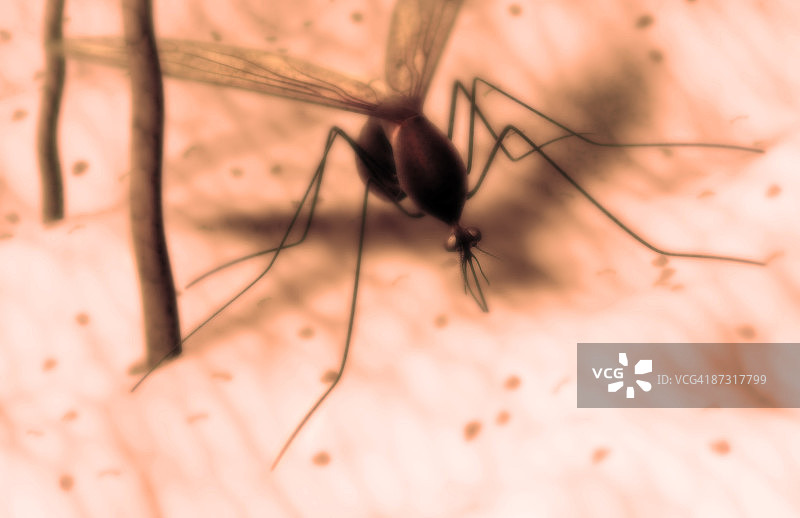 蚊虫叮咬图片素材
