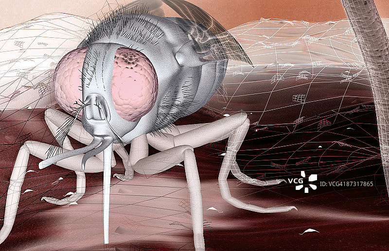 采采蝇图片素材