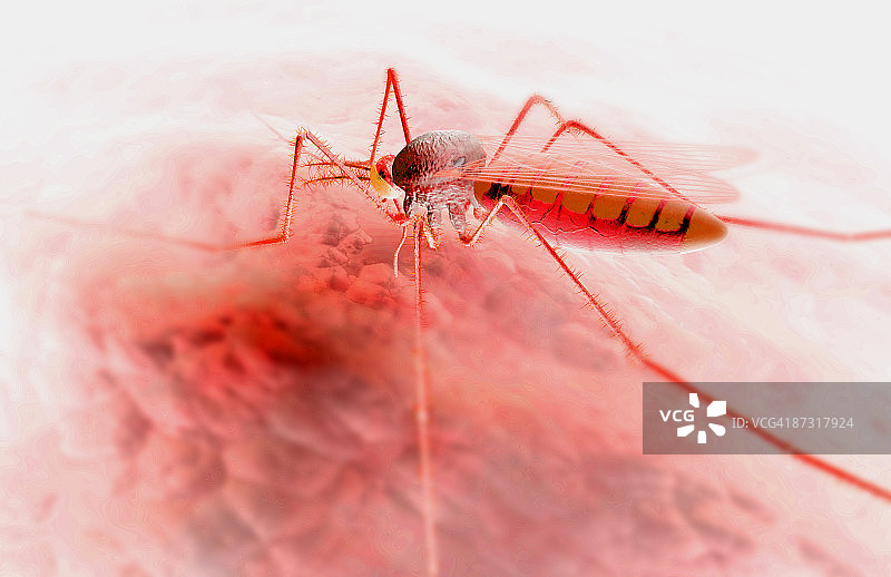 蚊虫叮咬图片素材